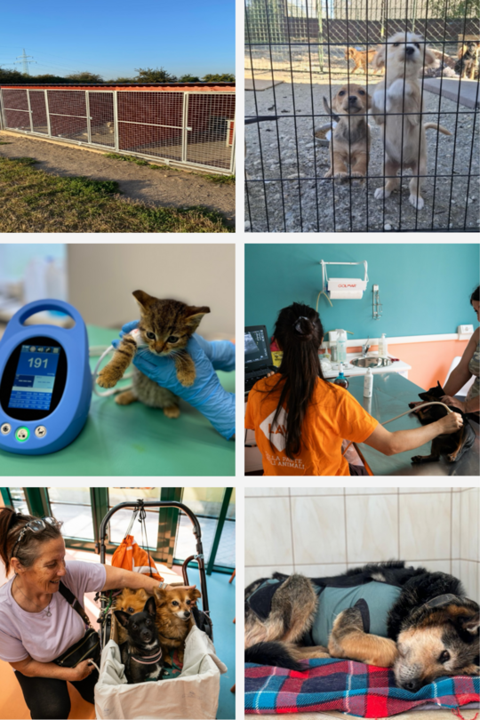 Greater Good Charities Partnership by Partner in Pet Food